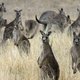 Australiërs ruimen 400 kangoeroes
