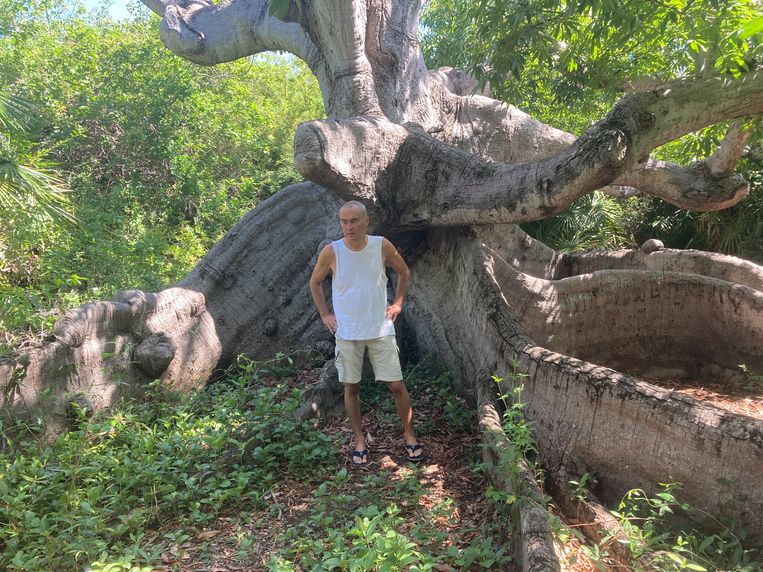 Deze kapokboom, in de westpunt van Curaçao, is ongeveer 400 jaar oud. Beeld Kees Broere