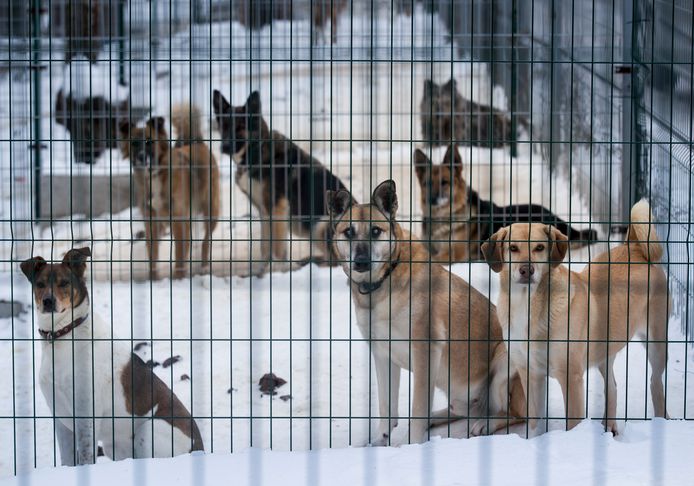 Al deze honden wachten nog op een baasje.