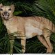Spectaculaire reconstructie van genoom Tasmaanse tijger: eerste stap naar de-extinctie?