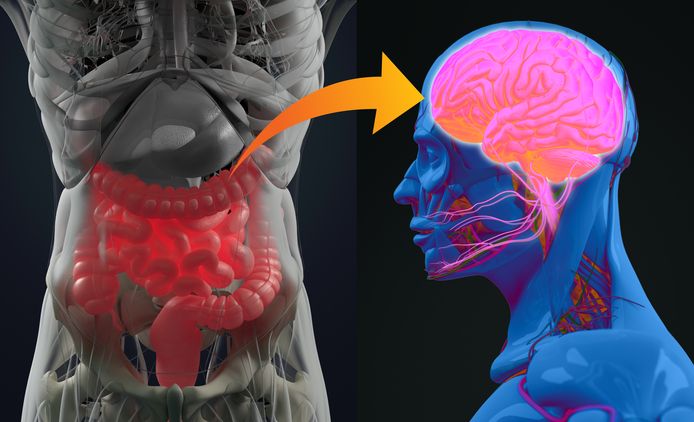 Langs de nervus vagus zouden de darmbacteriën op de een of andere manier communiceren met onze hersenen.