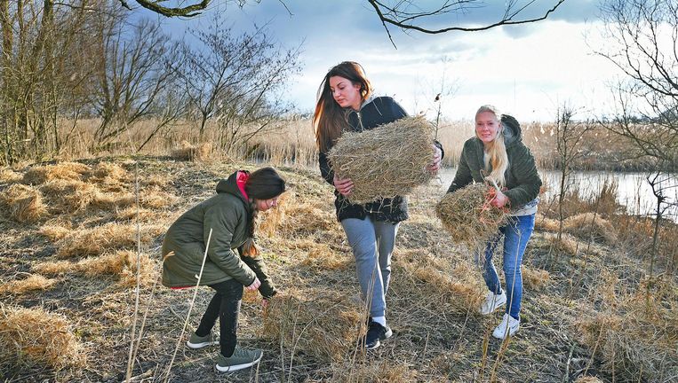 Dierenliefhebbers brengen hooi voor de hongerige dieren in het natuurgebied van de Oostvaardersplassen, ook al mag dat niet. Beeld Guus Dubbelman / de Volkskrant  