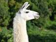 Belgische lama zou wel eens geheime wapen tegen coronavirus in zich kunnen dragen