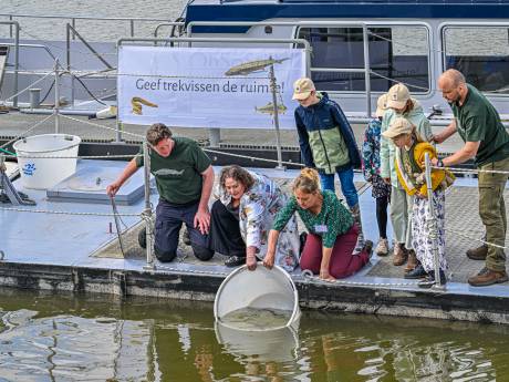 De steur zwemt weer in de Biesbosch, maar voor hoe lang? ‘De Haringvlietsluizen moeten verder open’
