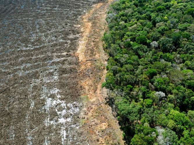Ontbossing Braziliaans Amazonegebied op hoogste niveau sinds 2008: drie voetbalvelden per minuut gekapt