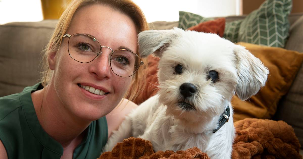 Wielrenner rijdt dwars over blind hondje Sem (12) heen en racet gewoon door: ‘Echt 'n laffe streek’
