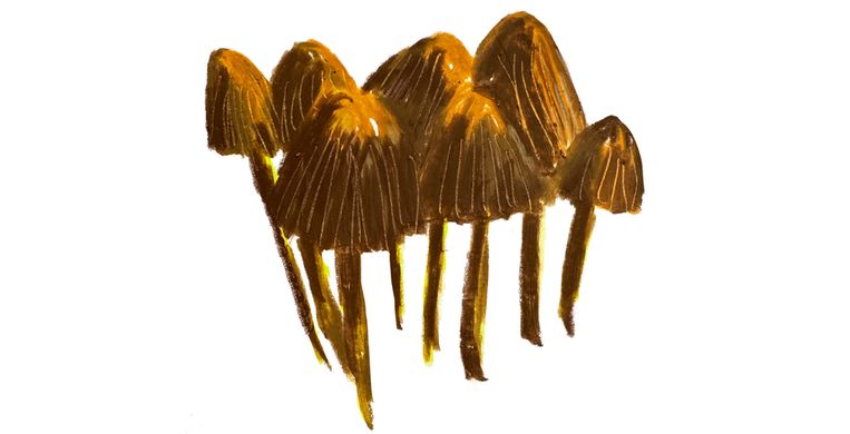 Het tijdperk van de paddestoel inmiddels is aangebroken. Beeld Willemien Ebbinge