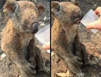 Koala raakt zwaar verbrand, reddende engel geeft water en brengt haar naar kliniek