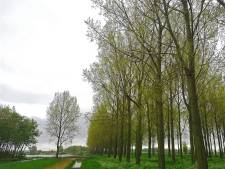 Grutto’s krijgen nieuw thuis in Het Kraaiennest om aan te sterken na lange reis
