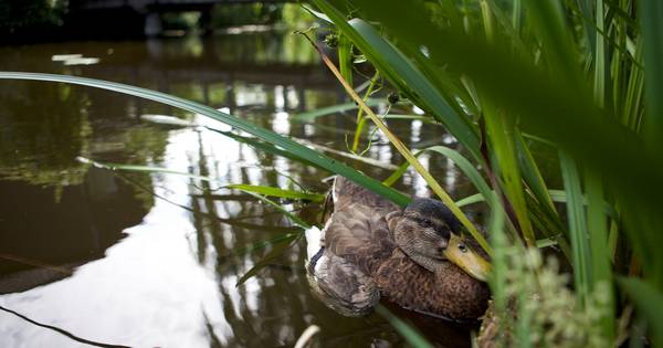 Maatregelen in verband met botulisme bij zieke eenden in Kockengen - AD.nl