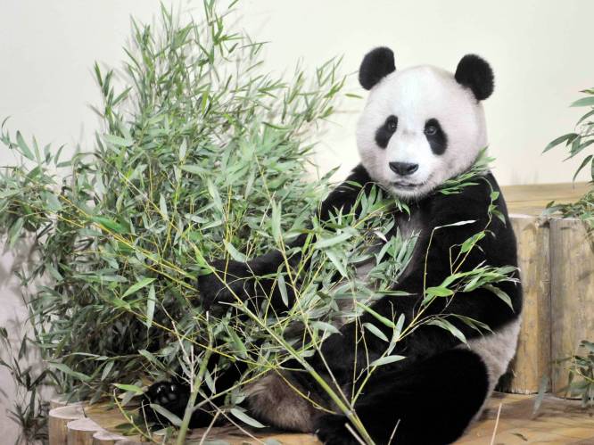 Schotse zoo treft opmerkelijke maatregelen om voortplanting reuzenpanda's te bevorderen