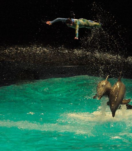 World Animal Protection wil met handhavingsverzoek verhuizing Dolfinarium-dolfijnen naar China voorkomen