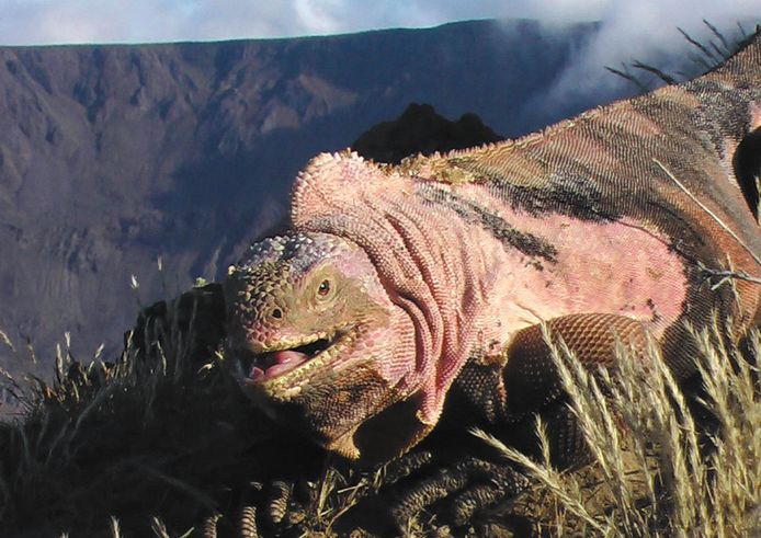 Een volwassen roze leguaan nabij vulkaan Wolf op het eiland Isabela. Archiefbeeld.