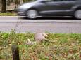 Een doodgereden hert langs de weg. De afgelopen weken zien we vaker dode dieren langs de weg liggen.