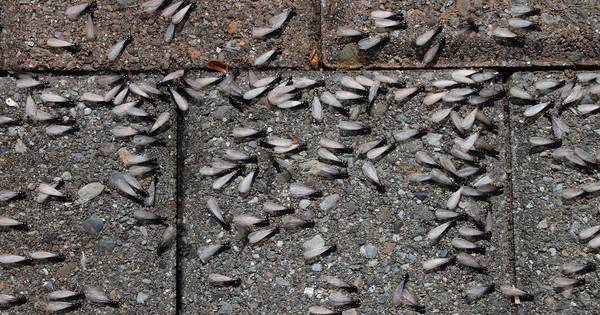 Vliegende mieren duiken massaal op, maar geen zorgen: het is maar tijdelijk - BD.nl