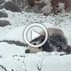 Panda geniet van het winterweer