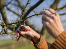 Snoeien bijna klaar in Soest-Zuid: Nu in Soestduinen en Soesterberg