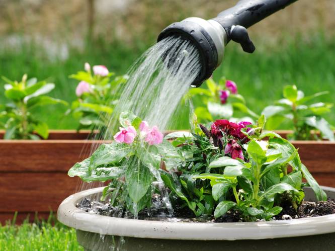 Emmer in de douche, gras niet te kort maaien,... : expert vertelt hoe je zelf spaarzamer om kan gaan met water