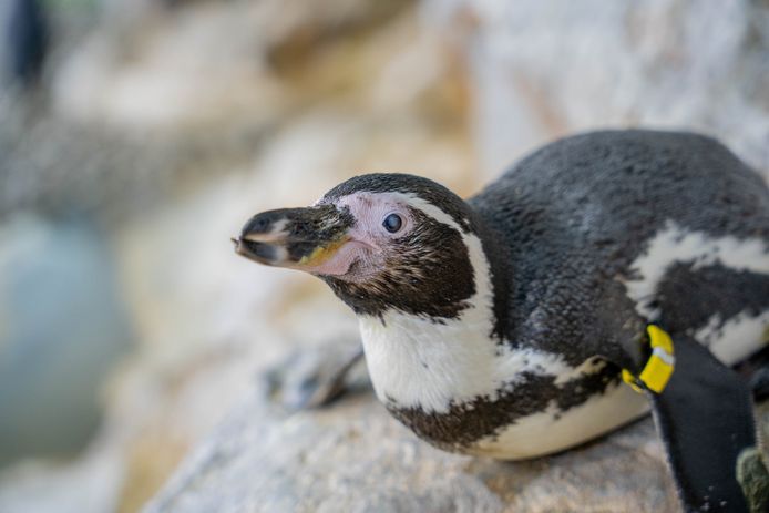 De 17-jarige Humboldt-pinguïn Holly voorafgaand aan de operatie. De cataract is duidelijk te zien aan de troebelheid in haar linkeroog.