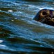 Man  bevrijdt zeehond en krijgt standje van milieuorganisatie
