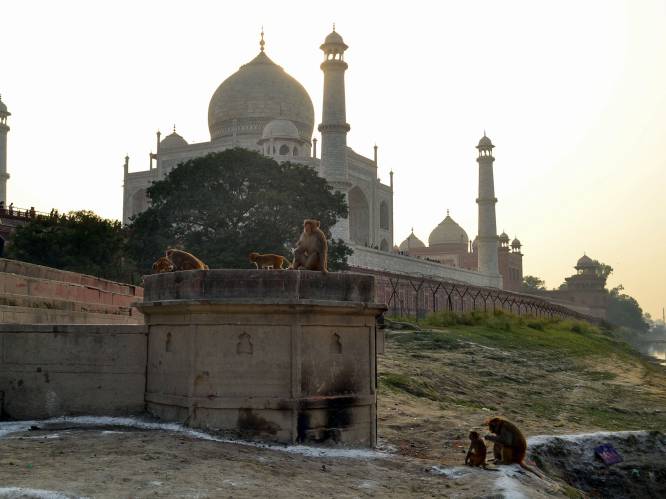 Katapulten ingezet om aapjes aan Taj Mahal weg te jagen na “ontvoering” van baby met dodelijke afloop