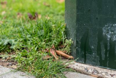 IVN neemt natuurliefhebbers mee het dorp in, want ‘daar is ook genoeg groen te vinden’