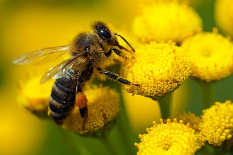 Bijen die hun voedsel halen uit speciaal behandeld koolzaad hebben een drie keer grotere kans op sterfte dan bijen die van andere gewassen leven. Beeld thinkstock