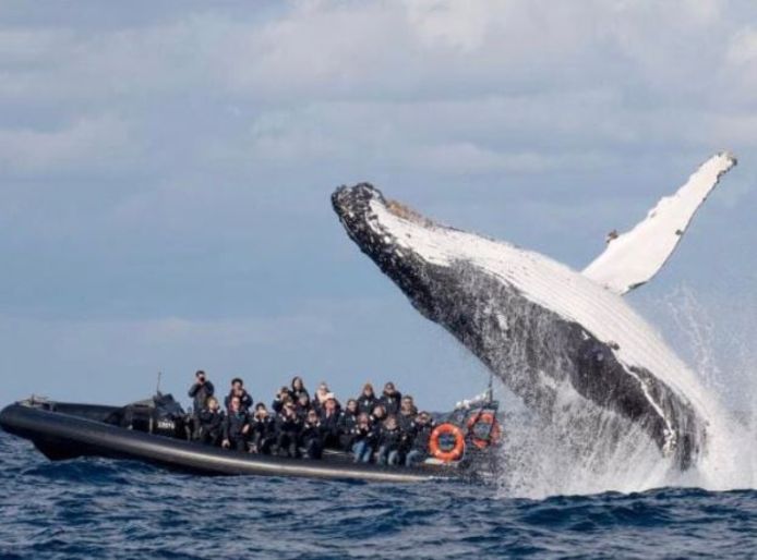De walvis verraste een bootje met walvisspotters.