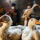 WHO noemt toestand vogelgriep ‘zorgwekkend’ na dood van 11-jarig meisje