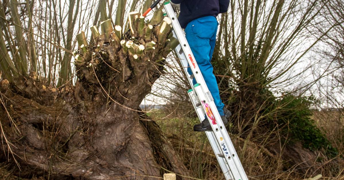 Vrijwilliger Stichting Landschapsbeheer: 'Je verfraait de natuur en je blijft er fit bij' - PZC