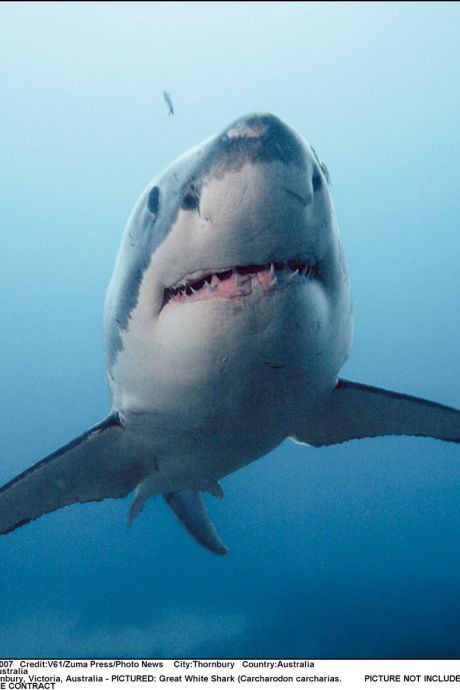 Comment survivre à une attaque de requin ?