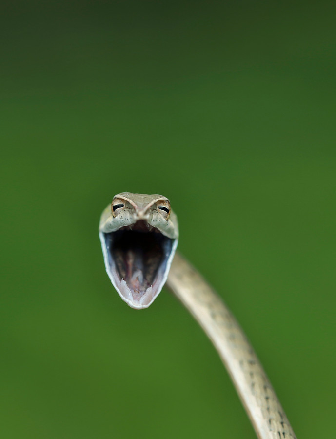 Om slangen kun je ook lachen. Maar doet deze dat zelf ook?