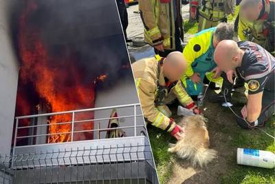 Les pompiers sauvent un chien d’un immeuble en feu à Molenbeek