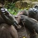 Vierde gorillababy geboren in Apenheul