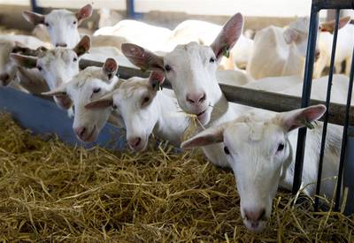Gelderse politiek hikt tegen geitenstop aan