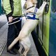 Is een blindengeleidehond welkom op het Museumplein?