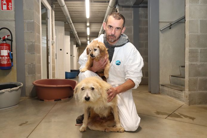 Kris Amelinckx van Dierencentrum Waasland met 2 van de 20 verlamde honden die werden aangetroffen in een woning in Eeklo