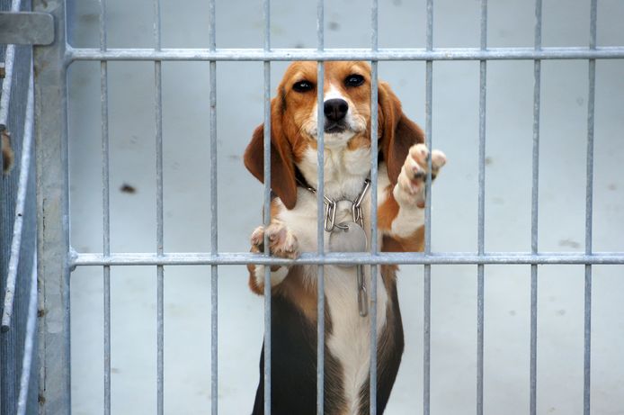 Beagle-honden worden veel voor dierproeven gebruikt. Foto uit Duitsland.