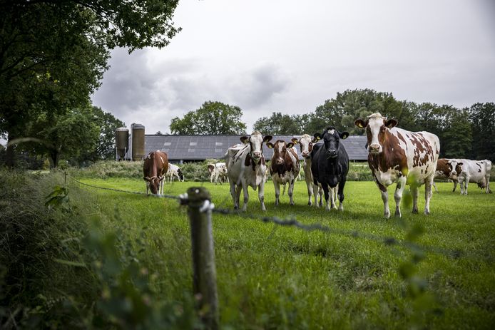 Een weiland met koeien aan de rand van de Groote Peel, een van de overbelaste Natura2000-gebieden in Brabant.
