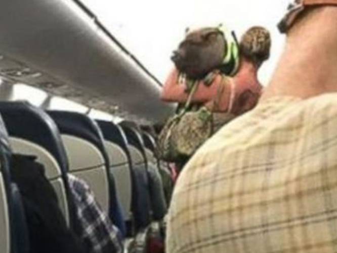Vrouw neemt varken mee op vliegtuig voor 'emotionele steun'. Het loopt niet goed af
