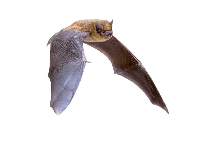 Dwergvleermuis (Pipistrellus pipistrellus)