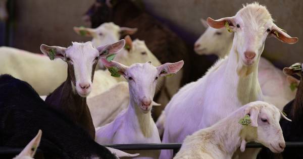 Boer Knoops in Bakel denkt nog over geitenstal