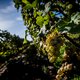 ‘Klimaatopwarming bedreigt meer dan de helft van de wijngebieden’