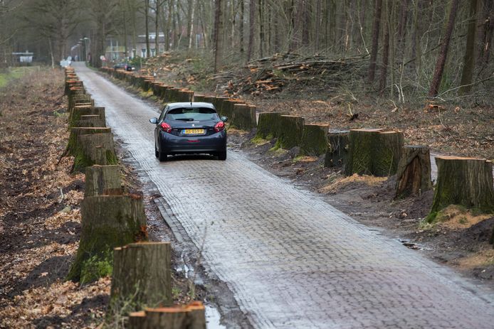 Zo’n honderd eikenbomen zijn gekapt langs Het Nijenhuis richting museum de Fundatie.