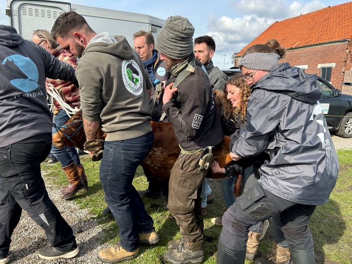 Le zébu a dû être endormi avant d'être emmené en van dans un refuge.