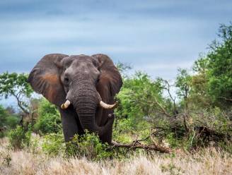 Namibië moet 1.000 wilde dieren verkopen door extreme droogte
