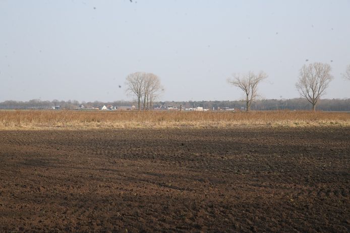 Een akker in de Peel. Kan daar tarwe worden verbouwd voor veevoer?