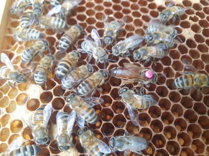 Bijentelers opendeuren tijdens Week van de Bij
