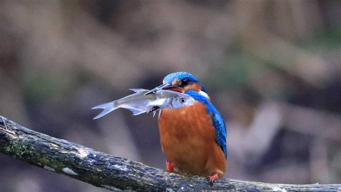 Waarom ik uren kan turen naar ijsvogels