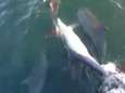 25 dolfijnen laten zich zien voor Belgische kust